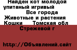 Найден кот,молодой упитаный игривый 12.03.2017 - Все города Животные и растения » Кошки   . Томская обл.,Стрежевой г.